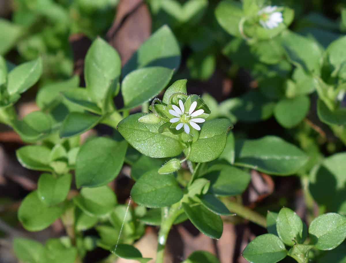 Chickweed Stellaria Media Weed Identification Lawn Addicts