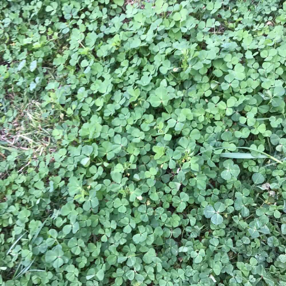 Clover (Trifolium Repens) - Weed Identification - Lawn Addicts