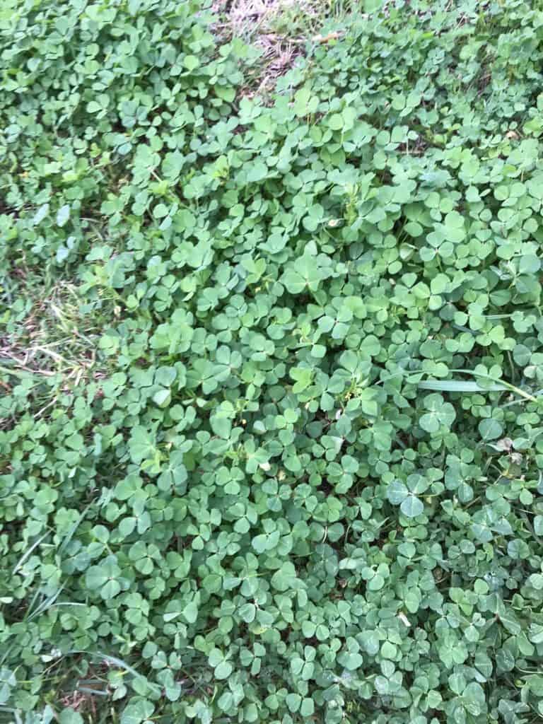 Clover (Trifolium Repens) - Weed Identification - Lawn Addicts