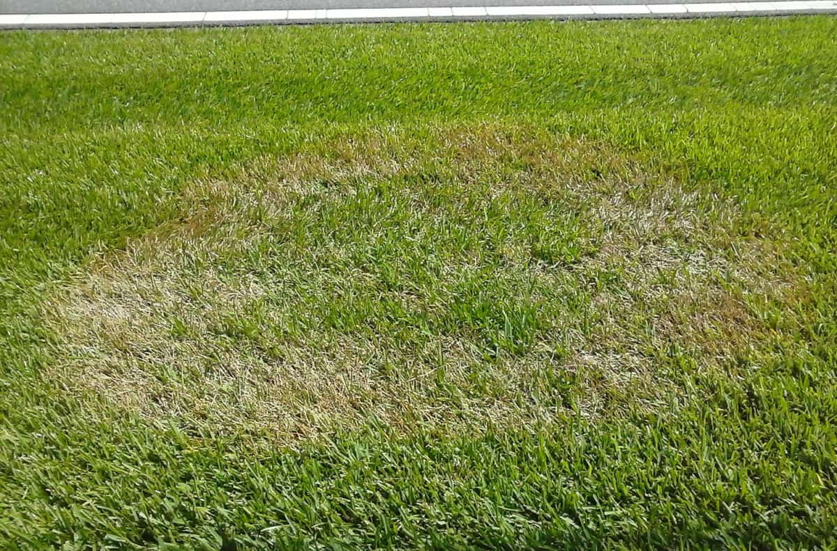 Brown Patch Lawn Disease Identification Lawn Addicts