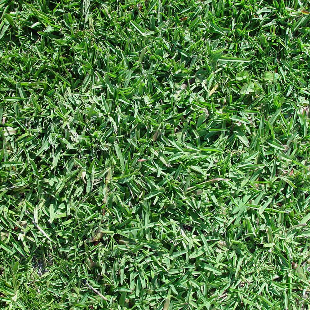 Buffalo (inc. hybrid varieties) - Turf Idendification - Lawn Addicts