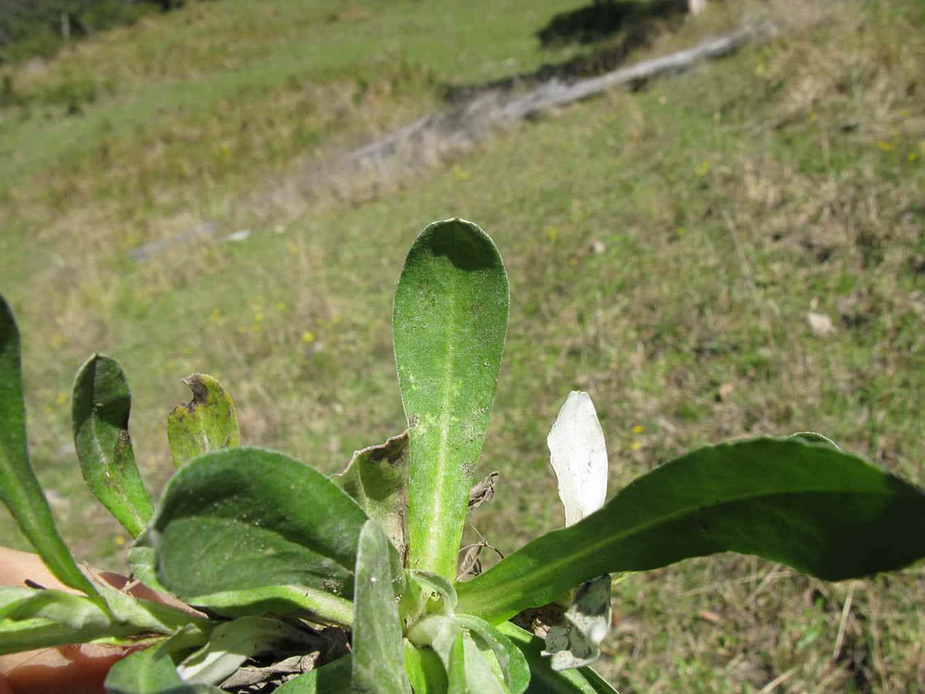 Cudweed Or Daisy Gnaphalium Spp Lawn Addicts