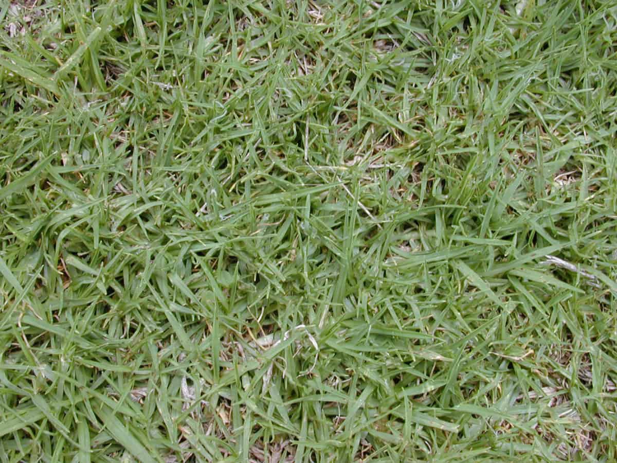 Kikuyu (Pennisetum Clandestinum) - Lawn Addicts