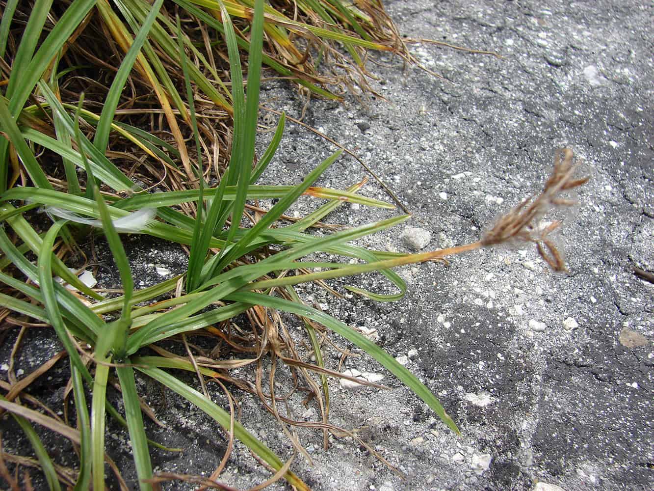 nutgrass-cyperus-rotundus-weed-identification-lawn-addicts