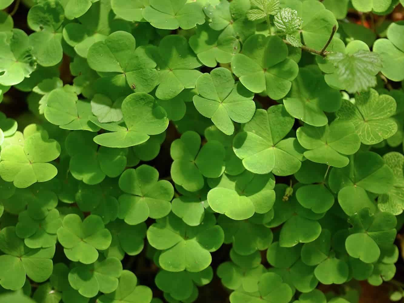 Oxalis (Oxalidaceae) - Weed Identification - Lawn Addicts