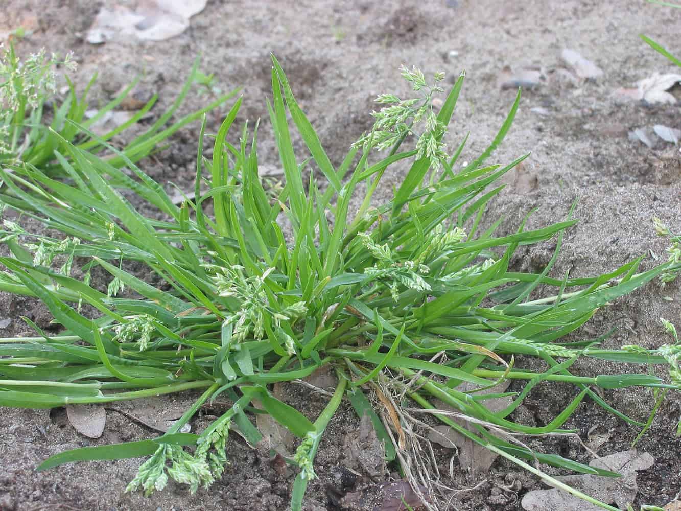 Poa / Wintergrass (Poa Annua) - Weed Identification - Lawn Addicts