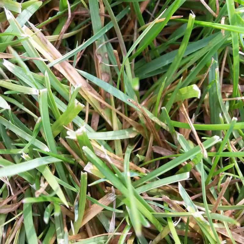 Pythium Blight - Lawn Disease Identification - Lawn Addicts