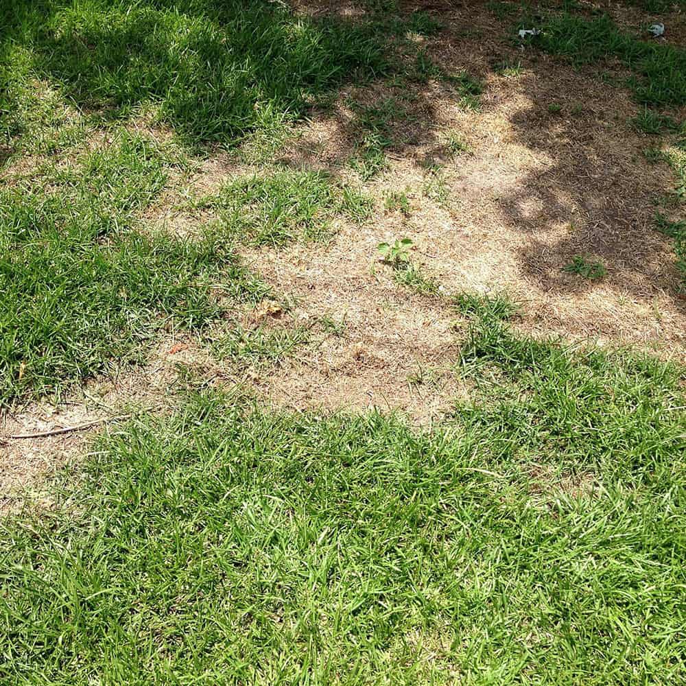 ERI or Ectotrophic Root Infecting Fungi - Lawn Addicts