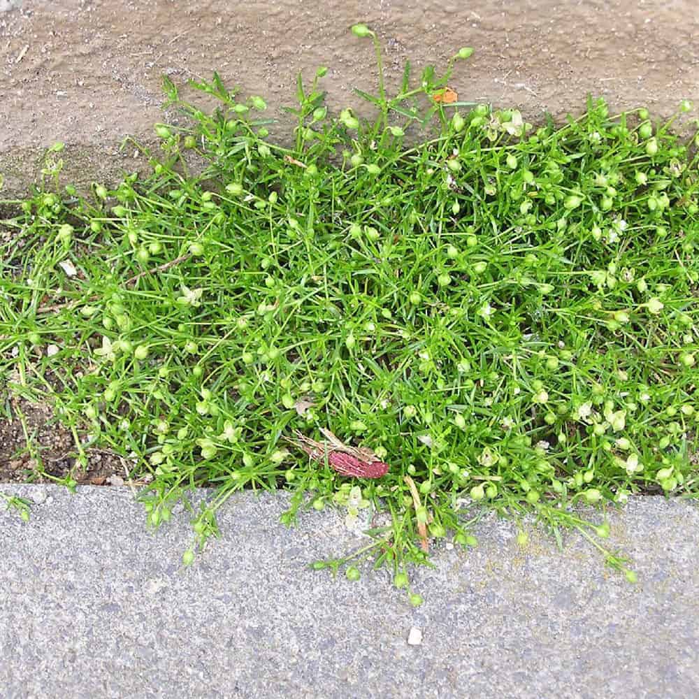 Pearlwort (Sagina Procumbens) - Weed Identification - Lawn Addicts