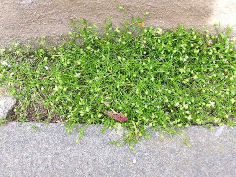 Pearlwort (Sagina Procumbens) - Weed Identification - Lawn Addicts