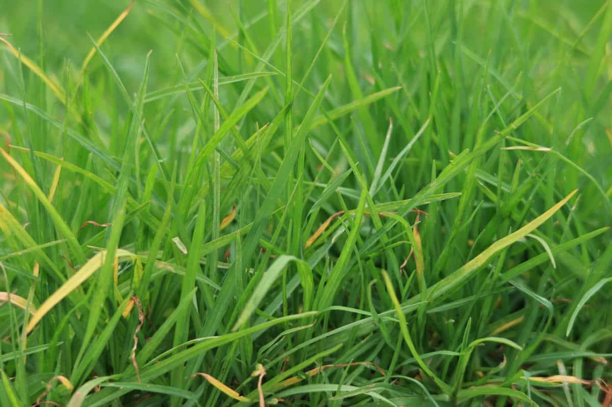 Fescue and Varieties - Turf Identification - Lawn Addicts