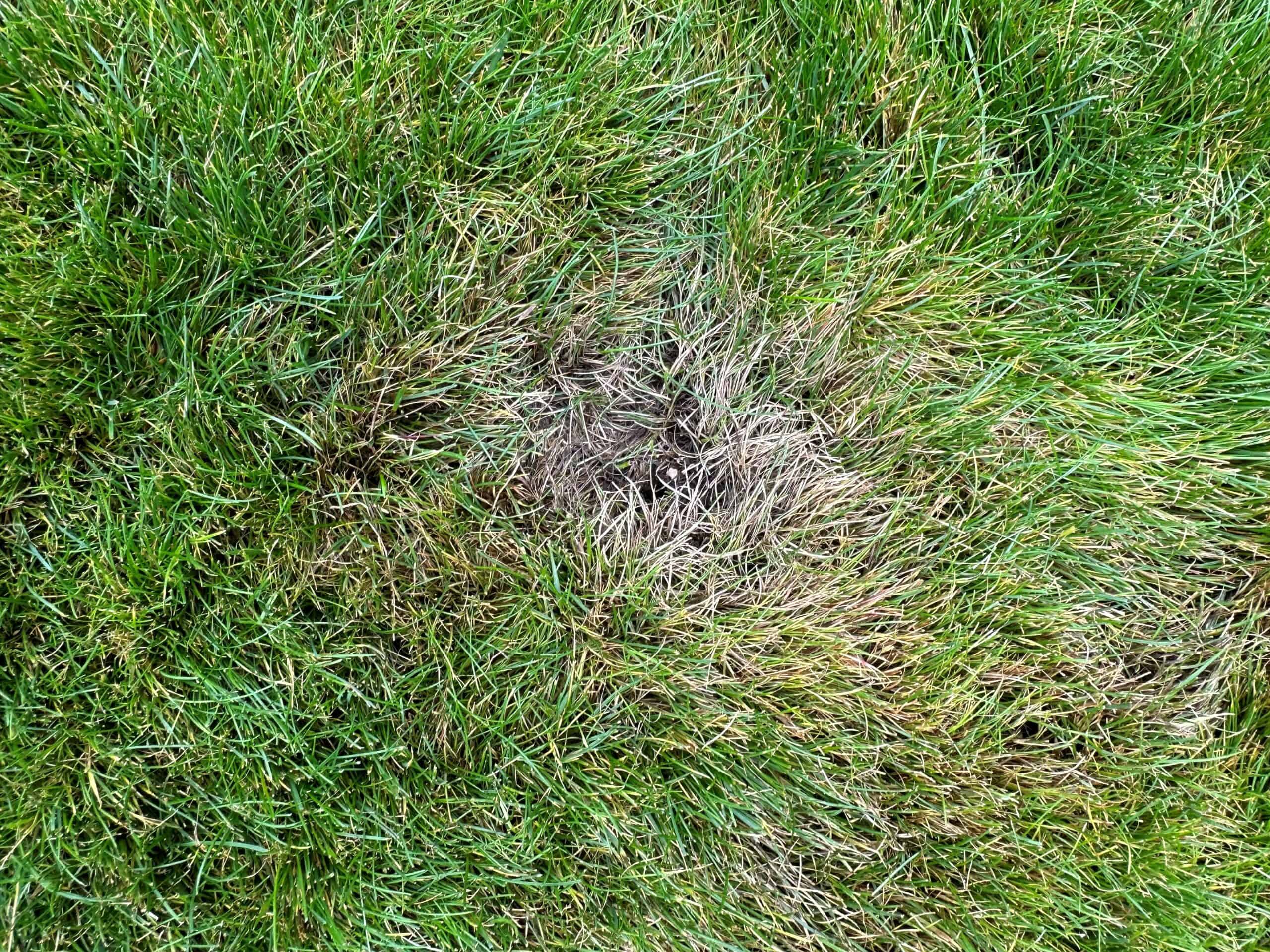 Leptosphaerulina Leaf Blight - Lawn Addicts