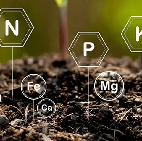 Web22 What Is In Healthy Soil